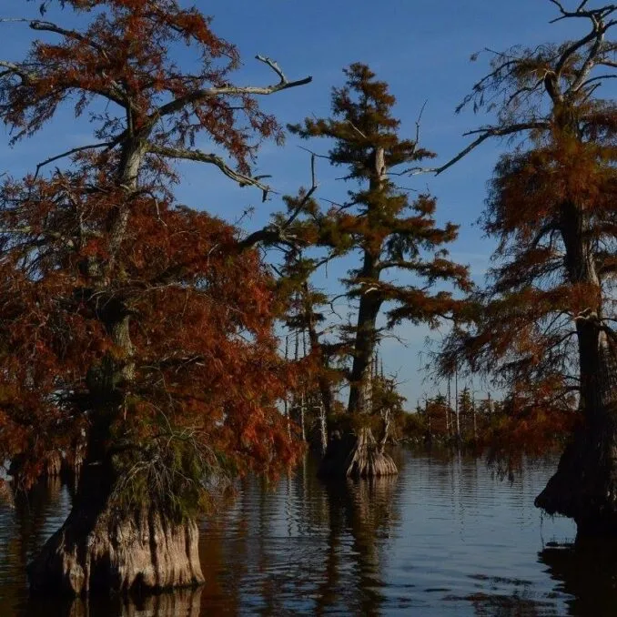 Fall colors at Reelfoot Lake